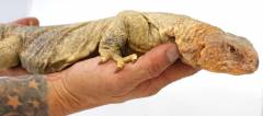 Adult Giant Egyptian Uromastyx Microlepis 5