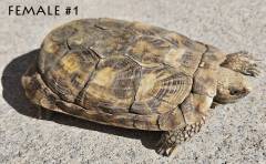 Adult Pancake Tortoise Pair 1