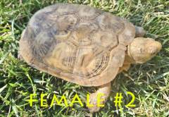 Adult Pancake Tortoise Pair 2