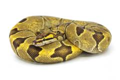 Sub Adult Male Super Enchi Fire Ball Python