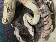 Female VPI T Positive Colombian Boa