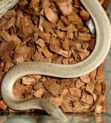 New Guinea Legless Lizards