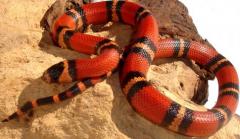 Baby Tri Color Honduran Milksnakes