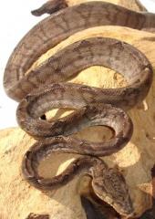 Adult Grey Amazon Tree Boas