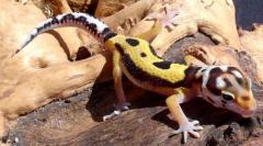 Baby Jungle Designer Leopard Geckos