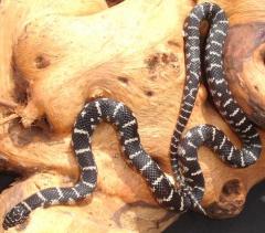 Baby Anery Florida Kingsnakes