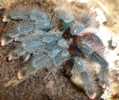 Guyana Pink Toe Tarantulas