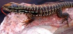 Baby Argentine Red Tegus