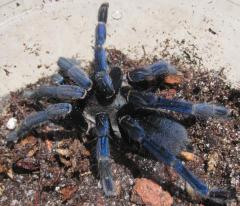 Cobalt Blue Tarantulas