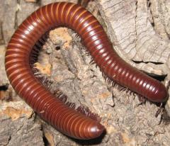 Texas Giant Gold Millipedes