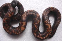 Calabar Burrowing Pythons