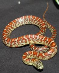 Baby Hypo Brooks Kingsnakes