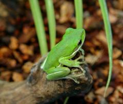 Green Tree Frogs